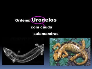 Ordens: Urodelos
com cauda
salamandras