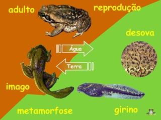 imago
adulto
girino
reprodução
metamorfose
Água
Terra
desova