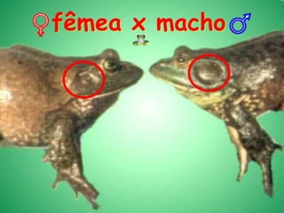 fêmea x macho
