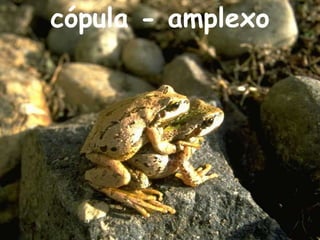 cópula - amplexo