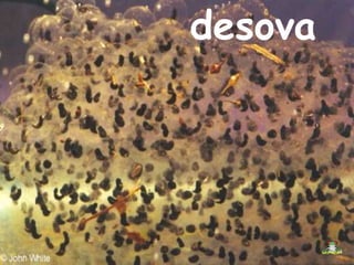 desova