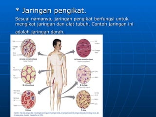 * Jaringan pengikat.
Sesuai namanya, jaringan pengikat berfungsi untuk
mengikat jaringan dan alat tubuh. Contoh jaringan ini
adalah jaringan darah.
 