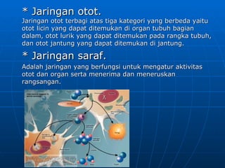 * Jaringan otot.
Jaringan otot terbagi atas tiga kategori yang berbeda yaitu
otot licin yang dapat ditemukan di organ tubuh bagian
dalam, otot lurik yang dapat ditemukan pada rangka tubuh,
dan otot jantung yang dapat ditemukan di jantung.

* Jaringan saraf.
Adalah jaringan yang berfungsi untuk mengatur aktivitas
otot dan organ serta menerima dan meneruskan
rangsangan.
 