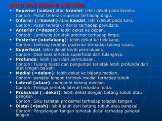 ARAH DAN BIDANG ANATOMI
   Superior (=atas) atau kranial: lebih dekat pada kepala.
    Contoh: Mulut terletak superior terhadap dagu.
   Inferior (=bawah) atau kaudal: lebih dekat pada kaki.
    Contoh: Pusar terletak inferior terhadap payudara.
   Anterior (=depan): lebih dekat ke depan.
    Contoh: Lambung terletak anterior terhadap limpa.
   Posterior (=belakang): lebih dekat ke belakang.
    Contoh: Jantung terletak posterior terhadap tulang rusuk.
   Superfisial: lebih dekat ke/di permukaan.
    Contoh: Otot kaki terletak superfisial dari tulangnya.
   Profunda: lebih jauh dari permukaan.
    Contoh: Tulang hasta dan pengumpil terletak lebih profunda dari
    otot lengan bawah.
   Medial (=dalam): lebih dekat ke bidang median.
    Contoh: pangkal lengan terletak medial terhadap tubuh.
   Lateral (=luar): menjauhi bidang median.
    Contoh: Telinga terletak lateral terhadap mata.
   Proksimal (=dekat): lebih dekat dengan batang tubuh atau
    pangkal.
    Contoh: Siku terletak proksimal terhadap telapak tangan.
   Distal (=jauh): lebih jauh dari batang tubuh atau pangkal.
    Contoh: Pergelangan tangan terletak distal terhadap pangkal
    lengan.
 