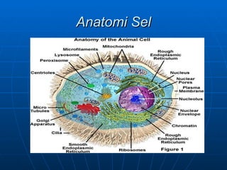 Anatomi Sel
 