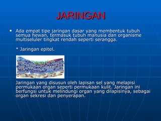JARINGAN
   Ada empat tipe jaringan dasar yang membentuk tubuh
    semua hewan, termasuk tubuh manusia dan organisme
    multiseluler tingkat rendah seperti serangga.

    * Jaringan epitel.




    Jaringan yang disusun oleh lapisan sel yang melapisi
    permukaan organ seperti permukaan kulit. Jaringan ini
    berfungsi untuk melindungi organ yang dilapisinya, sebagai
    organ sekresi dan penyerapan.
 