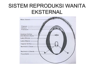 Anatomi Fisiologi Alat Reproduksi Wanita Dan Fungsinya - Riset