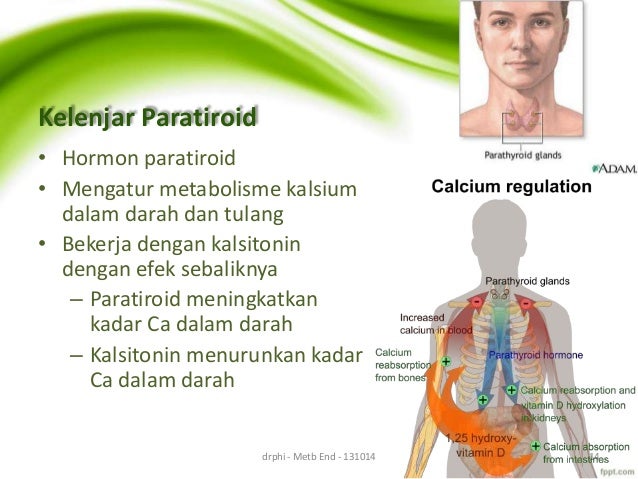  Anatomi  Fisiologi Metabolisme dan Endokrin