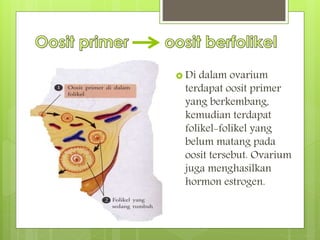  Di dalam ovarium
terdapat oosit primer
yang berkembang,
kemudian terdapat
folikel-folikel yang
belum matang pada
oosit tersebut. Ovarium
juga menghasilkan
hormon estrogen.
 
