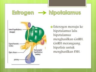  Esterogen menuju ke
hipotalamus lalu
hipotalamus
menghasilkan GnRH.
GnRH merangsang
hipofisis untuk
menghasilkan FSH.
 