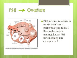  FSH menuju ke ovarium
untuk membantu
perkembangan folikel.
Bila folikel sudah
matang, kadar FSH
turun sedangkan
estrogen naik.
 