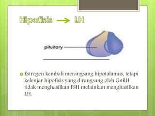  Estrogen kembali merangsang hipotalamus, tetapi
kelenjar hipofisis yang dirangsang oleh GnRH
tidak menghasilkan FSH melainkan menghasilkan
LH.
 