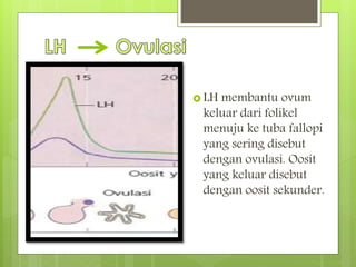  LH membantu ovum
keluar dari folikel
menuju ke tuba fallopi
yang sering disebut
dengan ovulasi. Oosit
yang keluar disebut
dengan oosit sekunder.
 