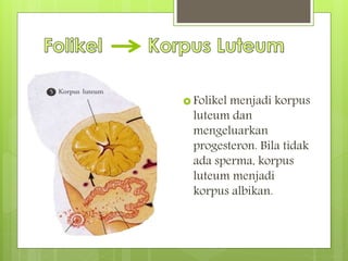  Folikel menjadi korpus
luteum dan
mengeluarkan
progesteron. Bila tidak
ada sperma, korpus
luteum menjadi
korpus albikan.
 