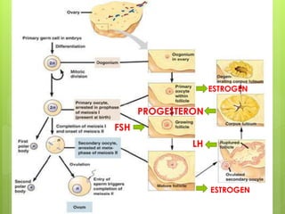 FSH
ESTROGEN
ESTROGEN
LH
PROGESTERON
 