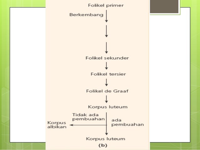 ovarium dan hormon gonadotropin