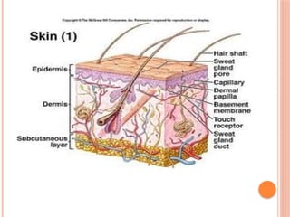 anatomi fisiologi sistem -integumen.pptx