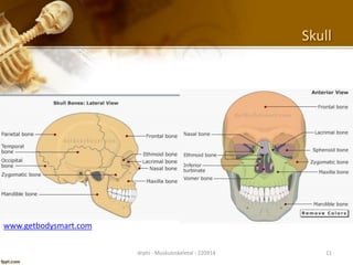 Anatomi Fisiologi Sistem Muskuloskeletal | PPTX