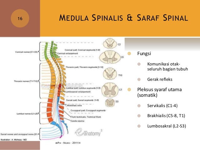 Anatomi Fisiologi Sistem Saraf