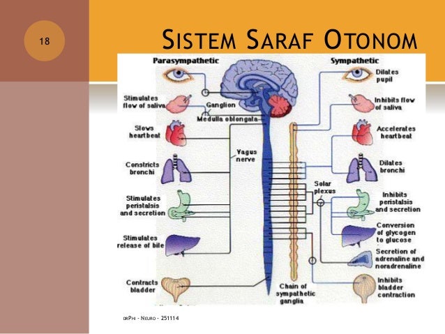 Anatomi Fisiologi Sistem Saraf Anatomi Fisiologi Sistem Saraf