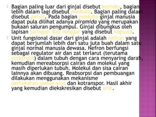 



Bagian paling luar dari ginjal disebut korteks, bagian
lebih dalam lagi disebut medulla. Bagian paling dalam
disebut pelvis. Pada bagian medulla ginjal manusia
dapat pula dilihat adanya piramida yang merupakan
bukaan saluran pengumpul. Ginjal dibungkus oleh
lapisan jaringan ikat longgar yang disebut kapsula.
Unit fungsional dasar dari ginjal adalah nefron yang
dapat berjumlah lebih dari satu juta buah dalam satu
ginjal normal manusia dewasa. Nefron berfungsi
sebagai regulator air dan zat terlarut (terutama
elektrolit) dalam tubuh dengan cara menyaring darah,
kemudian mereabsorpsi cairan dan molekul yang
masih diperlukan tubuh. Molekul dan sisa cairan
lainnya akan dibuang. Reabsorpsi dan pembuangan
dilakukan menggunakan mekanisme
pertukaran lawan arus dan kotranspor. Hasil akhir
yang kemudian diekskresikan disebut urin.

 