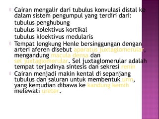 





Cairan mengalir dari tubulus konvulasi distal ke
dalam sistem pengumpul yang terdiri dari:
tubulus penghubung
tubulus kolektivus kortikal
tubulus kloektivus medularis
Tempat lengkung Henle bersinggungan dengan
arteri aferen disebut aparatus juxtaglomerular,
mengandung macula densa dan
sel juxtaglomerular. Sel juxtaglomerular adalah
tempat terjadinya sintesis dan sekresi renin
Cairan menjadi makin kental di sepanjang
tubulus dan saluran untuk membentuk urin,
yang kemudian dibawa ke kandung kemih
melewati ureter.

 