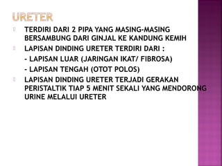 





TERDIRI DARI 2 PIPA YANG MASING-MASING
BERSAMBUNG DARI GINJAL KE KANDUNG KEMIH
LAPISAN DINDING URETER TERDIRI DARI :
- LAPISAN LUAR (JARINGAN IKAT/ FIBROSA)
- LAPISAN TENGAH (OTOT POLOS)
LAPISAN DINDING URETER TERJADI GERAKAN
PERISTALTIK TIAP 5 MENIT SEKALI YANG MENDORONG
URINE MELALUI URETER

 