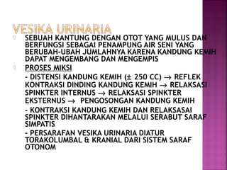 



SEBUAH KANTUNG DENGAN OTOT YANG MULUS DAN
BERFUNGSI SEBAGAI PENAMPUNG AIR SENI YANG
BERUBAH-UBAH JUMLAHNYA KARENA KANDUNG KEMIH
DAPAT MENGEMBANG DAN MENGEMPIS
PROSES MIKSI
- DISTENSI KANDUNG KEMIH (± 250 CC) → REFLEK
KONTRAKSI DINDING KANDUNG KEMIH → RELAKSASI
SPINKTER INTERNUS → RELAKSASI SPINKTER
EKSTERNUS → PENGOSONGAN KANDUNG KEMIH
- KONTRAKSI KANDUNG KEMIH DAN RELAKSASAI
SPINKTER DIHANTARAKAN MELALUI SERABUT SARAF
SIMPATIS
- PERSARAFAN VESIKA URINARIA DIATUR
TORAKOLUMBAL & KRANIAL DARI SISTEM SARAF
OTONOM

 
