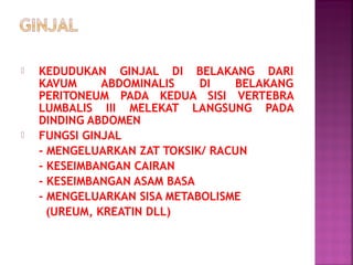 



KEDUDUKAN GINJAL DI BELAKANG DARI
KAVUM
ABDOMINALIS
DI
BELAKANG
PERITONEUM PADA KEDUA SISI VERTEBRA
LUMBALIS III MELEKAT LANGSUNG PADA
DINDING ABDOMEN
FUNGSI GINJAL
- MENGELUARKAN ZAT TOKSIK/ RACUN
- KESEIMBANGAN CAIRAN
- KESEIMBANGAN ASAM BASA
- MENGELUARKAN SISA METABOLISME
(UREUM, KREATIN DLL)

 