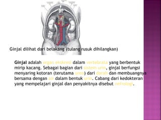 Ginjal dilihat dari belakang (tulang rusuk dihilangkan)
Ginjal adalah organ ekskresi dalam vertebrata yang berbentuk
mirip kacang. Sebagai bagian dari sistem urin, ginjal berfungsi
menyaring kotoran (terutama urea) dari darah dan membuangnya
bersama dengan air dalam bentuk urin. Cabang dari kedokteran
yang mempelajari ginjal dan penyakitnya disebut nefrologi.

 