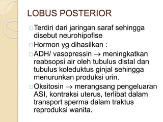 LOBUS POSTERIOR
Terdiri dari jaringan saraf sehingga
disebut neurohipofise
Hormon yg dihasilkan :
ADH/ vasopressin  meningkatkan
reabsopsi air oleh tubulus distal dan
tubulus koleduktus ginjal sehingga
menurunkan produksi urin.
Oksitosin  merangsang pengeluaran
ASI, kontraksi uterus, terlibat dalam
transport sperma dalam traktus
reproduksi wanita.
 