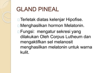 GLAND PINEAL
Terletak diatas kelenjar Hipofise.
Menghasilkan hormon Melatonin.
Fungsi: mengatur sekresi yang
dilakukan Oleh Corpus Lutheum dan
mengaktifkan sel melanosit
menghasilkan melatonin untuk warna
kulit.
 
