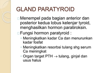 GLAND PARATYROID
Menempel pada bagian anterior dan
posterior kedua lobus kelenjar tyroid,
menghasilkan hormon paratiroksin.
Fungsi hormon paratyroid :
◦ Meningkatkan kadar Ca dan menurunkan
kadar fosfat
◦ Meningkatkan resorbsi tulang shg serum
Ca meningkat
◦ Organ target PTH  tulang, ginjal dan
usus halus
 