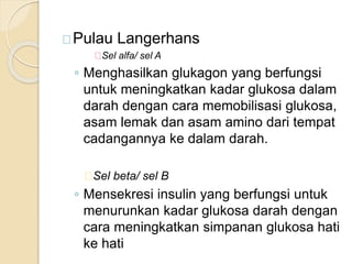 Pulau Langerhans
Sel alfa/ sel A
◦ Menghasilkan glukagon yang berfungsi
untuk meningkatkan kadar glukosa dalam
darah dengan cara memobilisasi glukosa,
asam lemak dan asam amino dari tempat
cadangannya ke dalam darah.
Sel beta/ sel B
◦ Mensekresi insulin yang berfungsi untuk
menurunkan kadar glukosa darah dengan
cara meningkatkan simpanan glukosa hati
ke hati
 