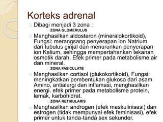 Korteks adrenal
Dibagi menjadi 3 zona :
ZONA GLOMERULUS
Menghasilkan aldosteron (mineralokortikoid),
Fungsi: merangsang penyerapan ion Natrium
dari tubulus ginjal dan menurunkan penyerapan
ion Kalium, sehingga mempertahankan tekanan
osmotik darah. Efek primer pada metabolisme air
dan mineral.
ZONA FASICULATE
Menghasilkan cortisol (glukokortikoid), Fungsi:
meningkatkan pembentukan glukosa dari asam
Amino, antialergi dan inflamasi, menghasilkan
energi. efek primer pada metabolisme protein,
lemak, karbohidrat.
ZONA RETIKULARIS
Menghasilkan androgen (efek maskulinisasi) dan
estrogen (tidak mempunyai efek feminisasi), efek
primer untuk tanda-tanda sex sekunder.
 