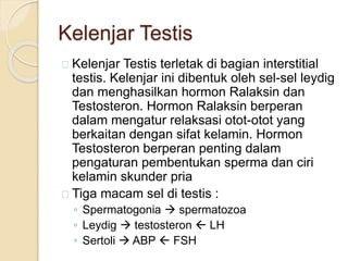 Kelenjar Testis
Kelenjar Testis terletak di bagian interstitial
testis. Kelenjar ini dibentuk oleh sel-sel leydig
dan menghasilkan hormon Ralaksin dan
Testosteron. Hormon Ralaksin berperan
dalam mengatur relaksasi otot-otot yang
berkaitan dengan sifat kelamin. Hormon
Testosteron berperan penting dalam
pengaturan pembentukan sperma dan ciri
kelamin skunder pria
Tiga macam sel di testis :
◦ Spermatogonia  spermatozoa
◦ Leydig  testosteron  LH
◦ Sertoli  ABP  FSH
 