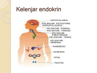 Kelenjar endokrin
 