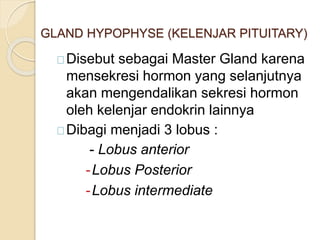 GLAND HYPOPHYSE (KELENJAR PITUITARY)
Disebut sebagai Master Gland karena
mensekresi hormon yang selanjutnya
akan mengendalikan sekresi hormon
oleh kelenjar endokrin lainnya
Dibagi menjadi 3 lobus :
- Lobus anterior
-Lobus Posterior
-Lobus intermediate
 