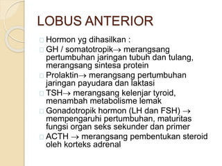 LOBUS ANTERIOR
Hormon yg dihasilkan :
GH / somatotropik merangsang
pertumbuhan jaringan tubuh dan tulang,
merangsang sintesa protein
Prolaktin merangsang pertumbuhan
jaringan payudara dan laktasi
TSH merangsang kelenjar tyroid,
menambah metabolisme lemak
Gonadotropik hormon (LH dan FSH) 
mempengaruhi pertumbuhan, maturitas
fungsi organ seks sekunder dan primer
ACTH  merangsang pembentukan steroid
oleh korteks adrenal
 