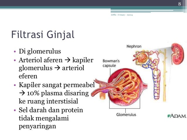 Anatomi Fisiologi Sistem Perkemihan