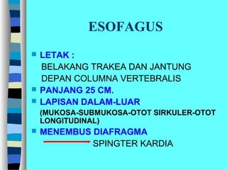 ESOFAGUS
 LETAK :
BELAKANG TRAKEA DAN JANTUNG
DEPAN COLUMNA VERTEBRALIS
 PANJANG 25 CM.
 LAPISAN DALAM-LUAR
(MUKOSA-SUBMUKOSA-OTOT SIRKULER-OTOT
LONGITUDINAL)
 MENEMBUS DIAFRAGMA
SPINGTER KARDIA
 