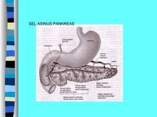 SEL ASINUS PANKREAS
 