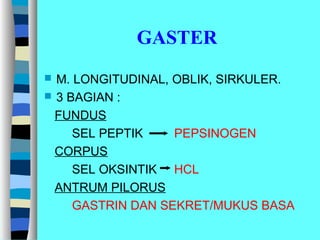 GASTER
 M. LONGITUDINAL, OBLIK, SIRKULER.
 3 BAGIAN :
FUNDUS
SEL PEPTIK PEPSINOGEN
CORPUS
SEL OKSINTIK HCL
ANTRUM PILORUS
GASTRIN DAN SEKRET/MUKUS BASA
 