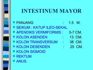 INTESTINUM MAYOR
 PANJANG : 1.5 M.
 SEIKUM : KATUP ILEO-SEKAL.
 APENDIKS VERMIFORMIS : 5-7 CM.
 KOLON ASENDEN : 13 CM.
 KOLON TRANSVERSUM : 38 CM.
 KOLON DESENDEN : 25 CM.
 KOLON SIGMOID
 REKTUM
 ANUS.
 