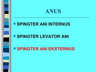 ANUS
 SPINGTER ANI INTERNUS
 SPINGTER LEVATOR ANI
 SPINGTER ANI EKSTERNUS
 