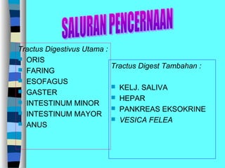 Tractus Digestivus Utama :
 ORIS
 FARING
 ESOFAGUS
 GASTER
 INTESTINUM MINOR
 INTESTINUM MAYOR
 ANUS
Tractus Digest Tambahan :
 KELJ. SALIVA
 HEPAR
 PANKREAS EKSOKRINE
 VESICA FELEA
 