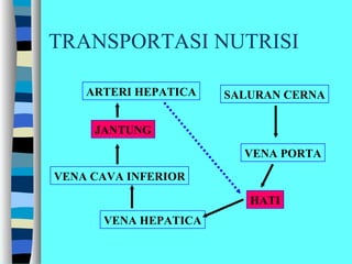 TRANSPORTASI NUTRISI
SALURAN CERNA
VENA PORTA
HATI
VENA HEPATICA
VENA CAVA INFERIOR
JANTUNG
ARTERI HEPATICA
 