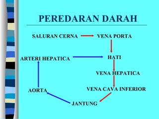 PEREDARAN DARAH
SALURAN CERNA VENA PORTA
HATI
VENA HEPATICA
VENA CAVA INFERIOR
JANTUNG
AORTA
ARTERI HEPATICA
 