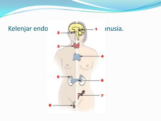 Kelenjar endokrin utama pada manusia.
 