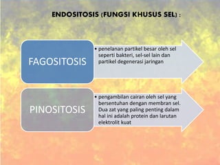 • penelanan partikel besar oleh sel
seperti bakteri, sel-sel lain dan
partikel degenerasi jaringanFAGOSITOSIS
• pengambilan cairan oleh sel yang
bersentuhan dengan membran sel.
Dua zat yang paling penting dalam
hal ini adalah protein dan larutan
elektrolit kuat
PINOSITOSIS
ENDOSITOSIS (FUNGSI KHUSUS SEL) :
 